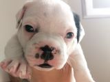 French Bulldog Yavrular 