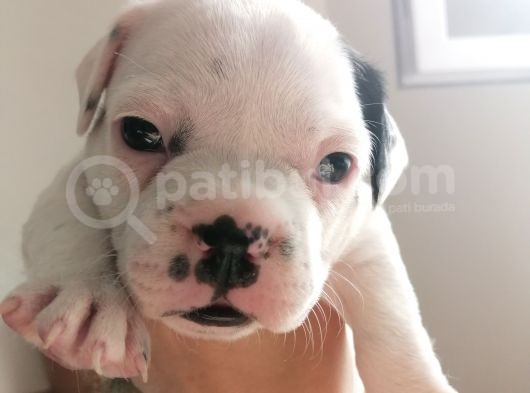 French Bulldog Yavrular  görsel