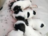 French Bulldog Yavrular 