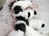 French bulldog yavrular 