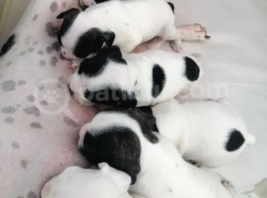 French Bulldog Yavrular 