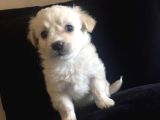 Terrierlerimize Yuva