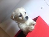 Terrierlerimize Yuva