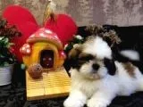A Kalite Shih-Tzu Yavrularımız Gelmiştir