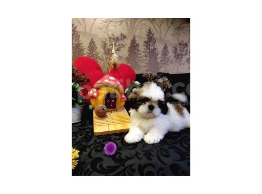 A Kalite Shih-Tzu Yavrularımız Gelmiştir görsel