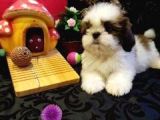 A Kalite Shih-Tzu Yavrularımız Gelmiştir