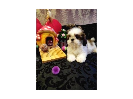 A Kalite Shih-Tzu Yavrularımız Gelmiştir görsel