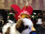 A Kalite Shih-Tzu Yavrularımız Gelmiştir