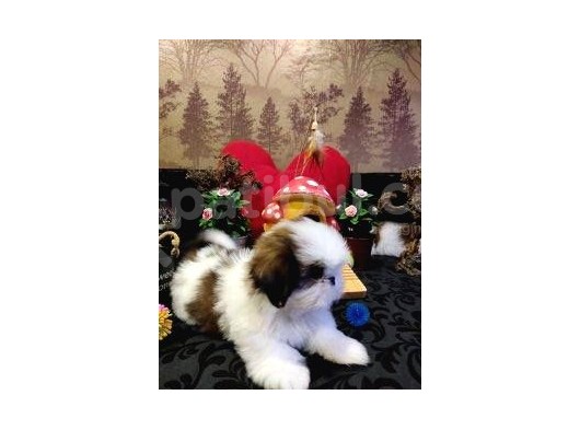 A Kalite Shih-Tzu Yavrularımız Gelmiştir görsel