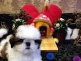 A Kalite Shih-Tzu Yavrularımız Gelmiştir