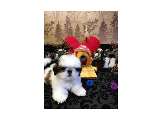 A Kalite Shih-Tzu Yavrularımız Gelmiştir görsel
