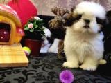 A Kalite Shih-Tzu Yavrularımız Gelmiştir