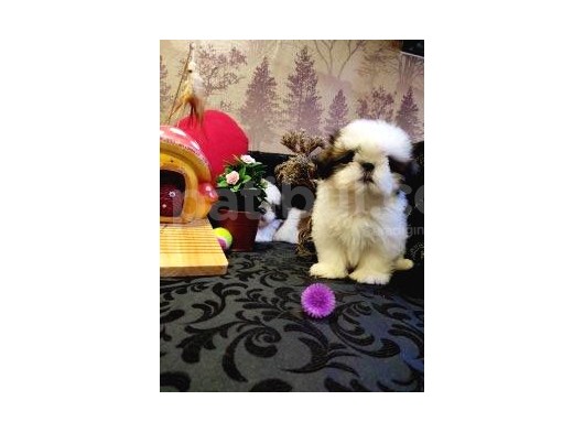 A Kalite Shih-Tzu Yavrularımız Gelmiştir görsel