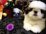 A Kalite Shih-Tzu Yavrularımız Gelmiştir