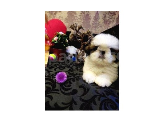 A Kalite Shih-Tzu Yavrularımız Gelmiştir görsel