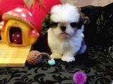 A Kalite Shih-Tzu Yavrularımız Gelmiştir