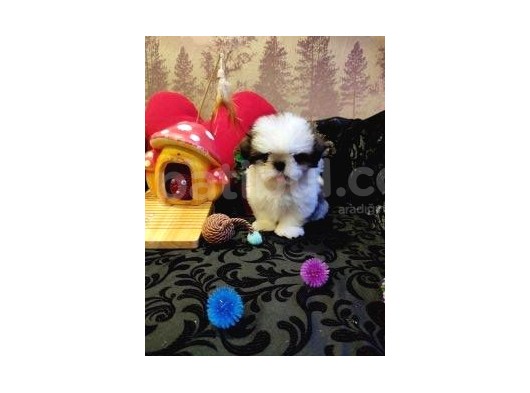 A Kalite Shih-Tzu Yavrularımız Gelmiştir görsel