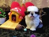 A Kalite Shih-Tzu Yavrularımız Gelmiştir