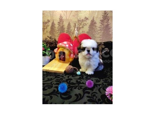 A Kalite Shih-Tzu Yavrularımız Gelmiştir görsel