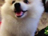 A Kalite Pomerian Spitz Yavrularımız Gelmiştir