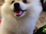A Kalite Pomerian Spitz Yavrularımız Gelmiştir