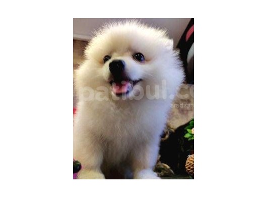 A Kalite Pomerian Spitz Yavrularımız Gelmiştir görsel