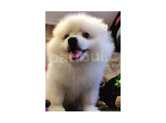 A Kalite Pomerian Spitz Yavrularımız Gelmiştir