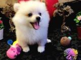 A Kalite Pomerian Spitz Yavrularımız Gelmiştir