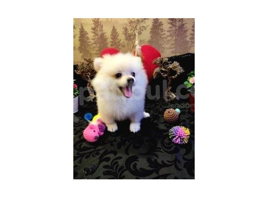 A Kalite Pomerian Spitz Yavrularımız Gelmiştir görsel