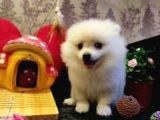 A Kalite Pomerian Spitz Yavrularımız Gelmiştir