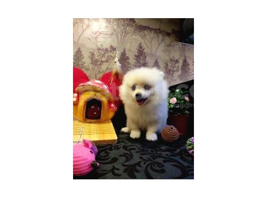 A Kalite Pomerian Spitz Yavrularımız Gelmiştir görsel