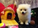 A Kalite Pomerian Spitz Yavrularımız Gelmiştir