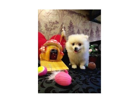 A Kalite Pomerian Spitz Yavrularımız Gelmiştir görsel