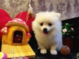 A Kalite Pomerian Spitz Yavrularımız Gelmiştir
