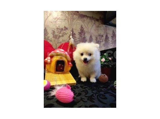 A Kalite Pomerian Spitz Yavrularımız Gelmiştir görsel