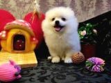 A Kalite Pomerian Spitz Yavrularımız Gelmiştir