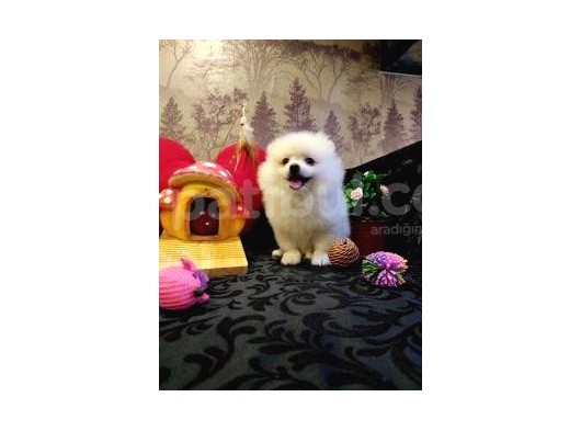 A Kalite Pomerian Spitz Yavrularımız Gelmiştir görsel