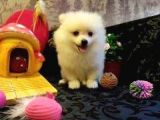 A Kalite Pomerian Spitz Yavrularımız Gelmiştir