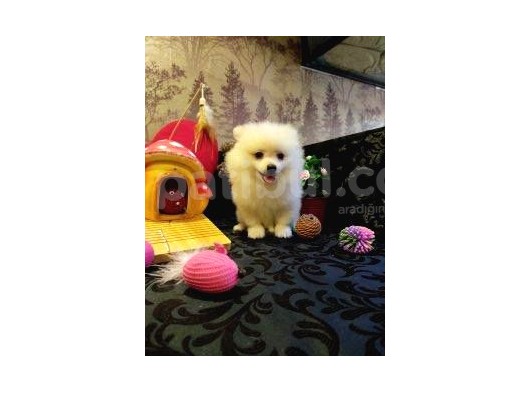 A Kalite Pomerian Spitz Yavrularımız Gelmiştir görsel