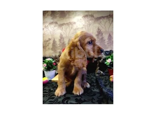 A Kalite American Cocker Yavrularımız Gelmiştir