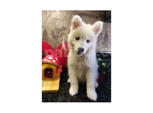 A Kalite Samoyed Yavrularımız Gelmiştir görsel