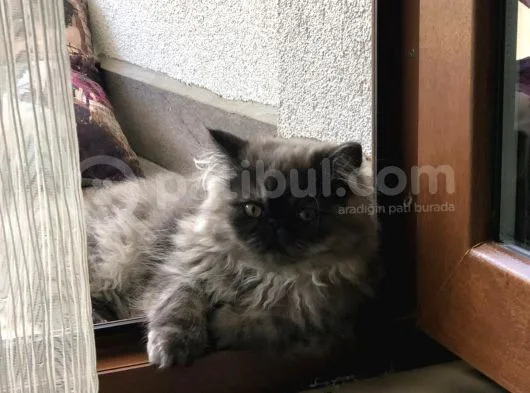 İran Kedisi
