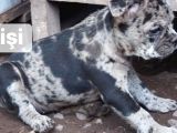 Ev Üretimi Egzotik Frenc Buldog Yavrularımız