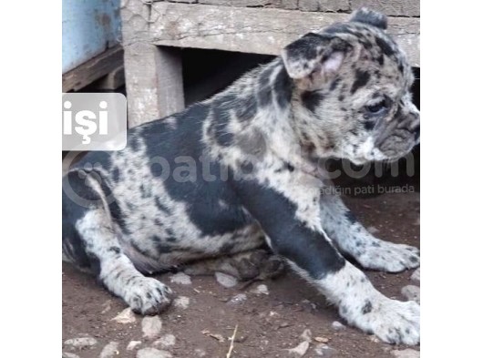 Ev Üretimi Egzotik Frenc Buldog Yavrularımız görsel