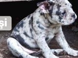 Ev Üretimi Egzotik Frenc Buldog Yavrularımız