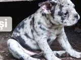 Ev Üretimi Egzotik Frenc Buldog Yavrularımız