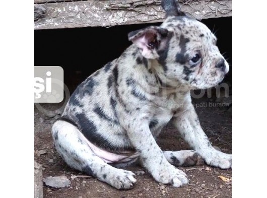 Ev Üretimi Egzotik Frenc Buldog Yavrularımız görsel