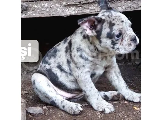 Ev Üretimi Egzotik Frenc Buldog Yavrularımız