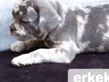 Ev Üretimi Egzotik Frenc Buldog Yavrularımız