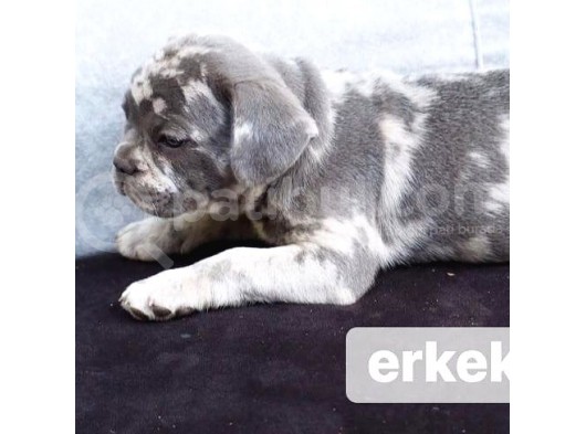 Ev Üretimi Egzotik Frenc Buldog Yavrularımız görsel